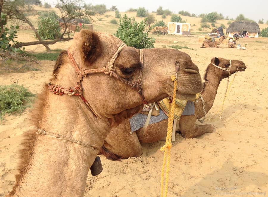 【印度】Day23 拉賈斯坦邦,齋沙默爾Jaisalmer。來塔爾沙漠(Thar Desert),吃一頓美味的沙子大餐吧! 3 【印度】Day23 拉賈斯坦邦,齋沙默爾Jaisalmer。來塔爾沙漠(Thar Desert),吃一頓美味的沙子大餐吧!