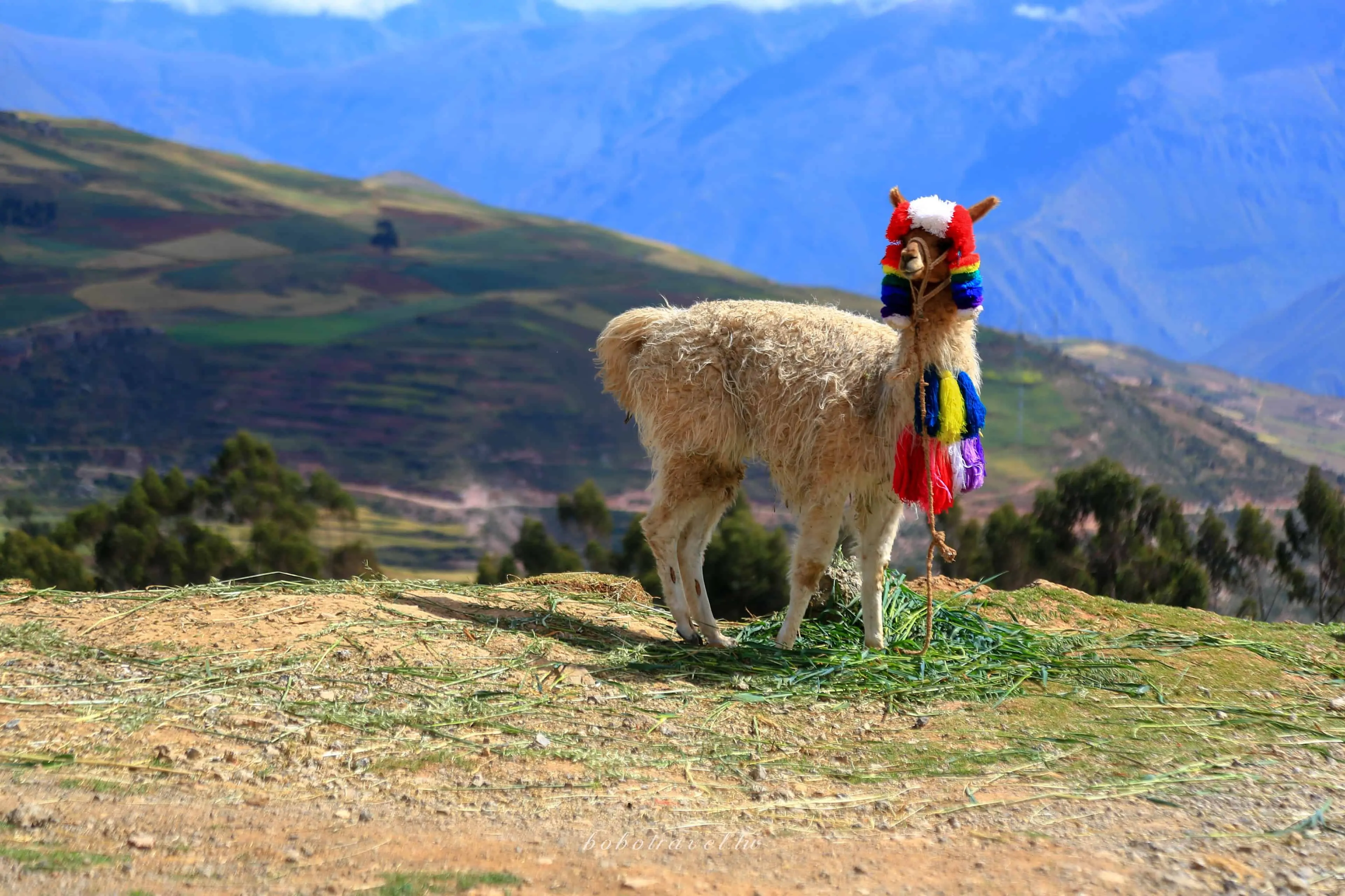 秘魯、Chinchero|DAY 8-1 欽切羅。聖谷上的印第安小鎮,身在彩虹故鄉卻念念不忘美味churros 12 cusco051012