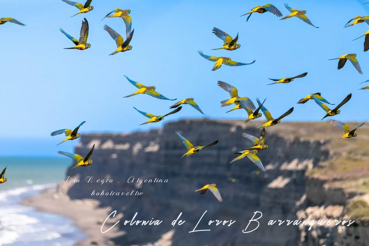 阿根廷|世上最大鸚鵡群!巴塔哥尼亞的掘穴鸚鵡棲息地Colonia de Loros Barranqueros 1 Colonia de Loros Barranqueros