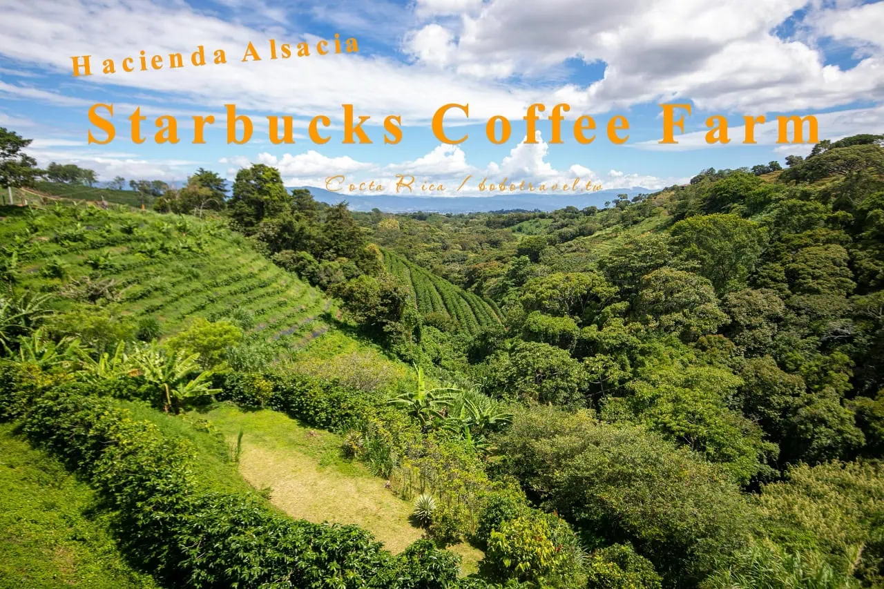 哥斯大黎加|世界唯一星巴克莊園農場 Hacienda Alsacia Starbucks Coffee Farm 5 哥斯大黎加|世界唯一星巴克莊園農場 Hacienda Alsacia Starbucks Coffee Farm