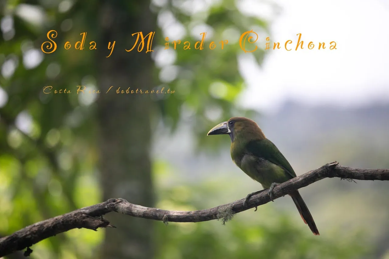哥斯大黎加美食推薦:Soda y Mirador Cinchona 邊喝咖啡邊賞鳥,波阿斯火山順訪 6 哥斯大黎加美食推薦:Soda y Mirador Cinchona 邊喝咖啡邊賞鳥,波阿斯火山順訪