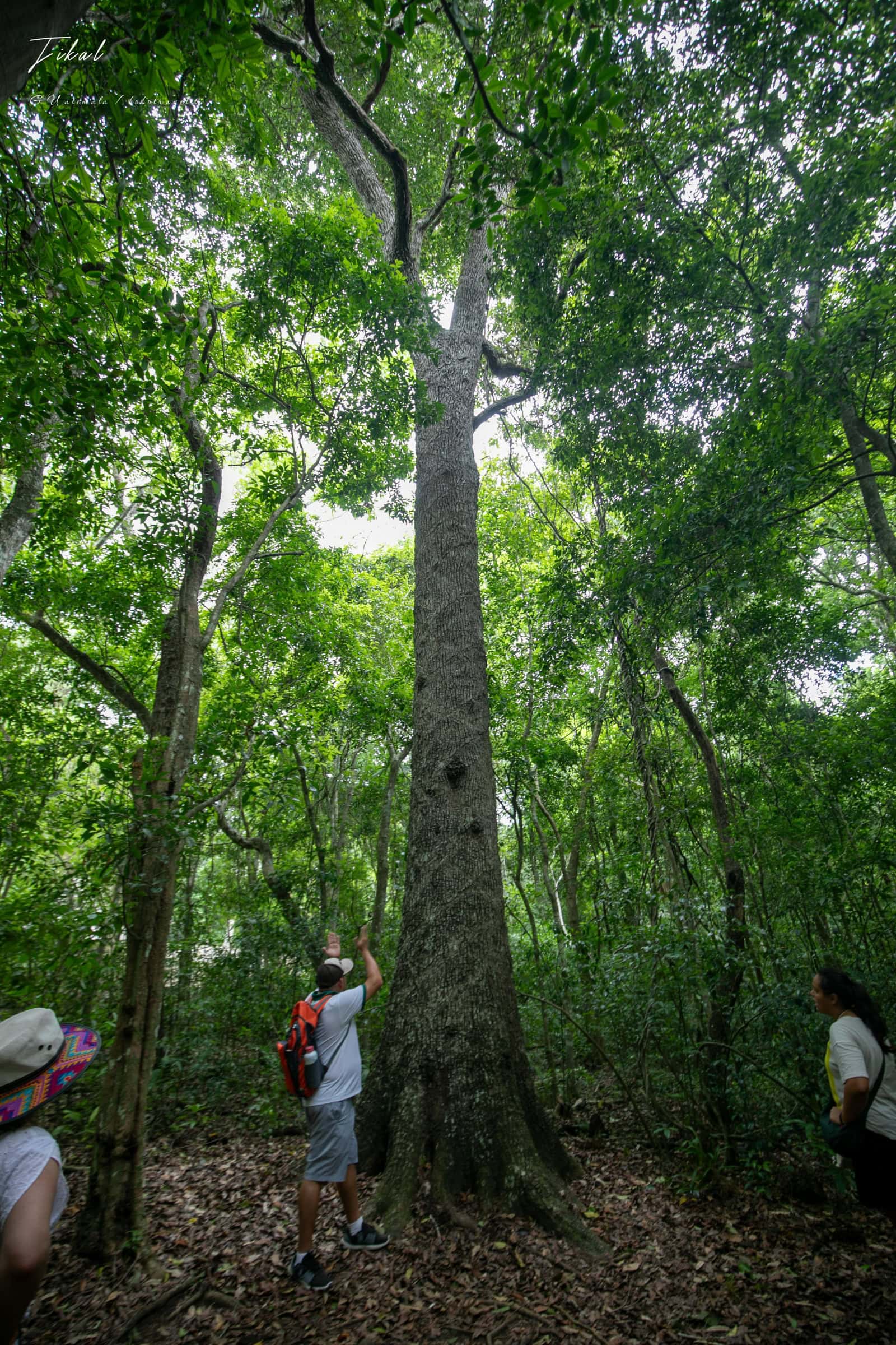 瓜地馬拉|蒂卡爾旅遊:Tikal交通、門票、景點、行程安排,從叢林中甦醒的馬雅之城 121 Tikal45