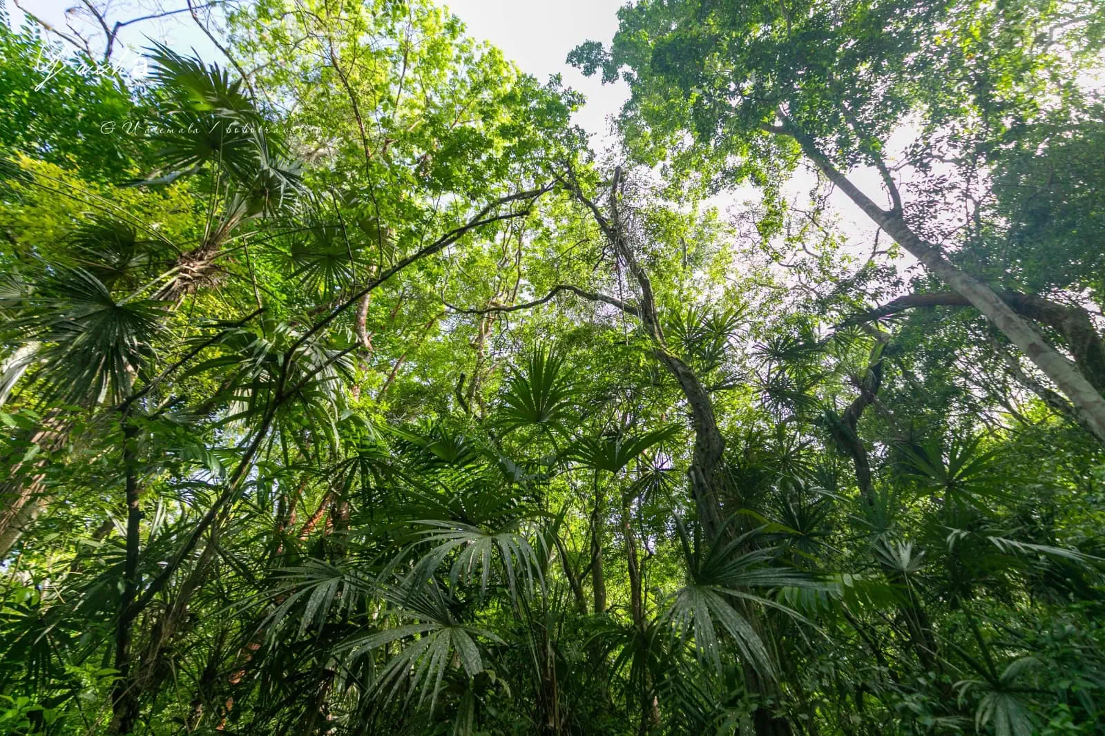 瓜地馬拉|亞克斯哈 Yaxhá 旅遊:Yaxhá 交通、景點、行程安排,在湖畔金字塔上看叢林日落 58 Yaxha 27