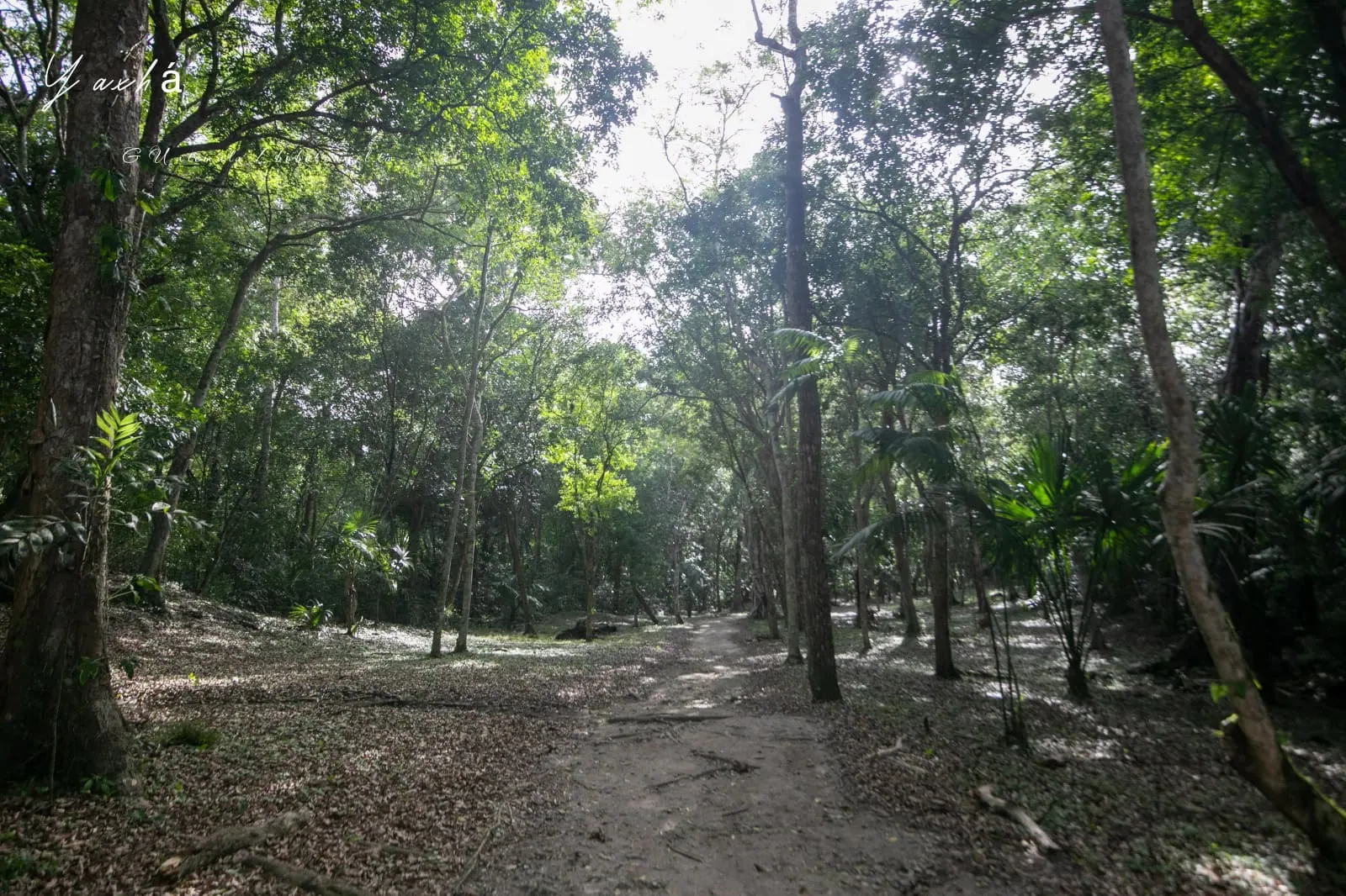瓜地馬拉|亞克斯哈 Yaxhá 旅遊:Yaxhá 交通、景點、行程安排,在湖畔金字塔上看叢林日落 64 Yaxha 28
